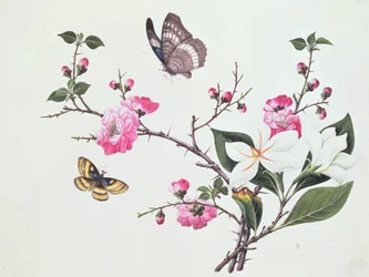 Japonica, Magnolia and Butterflies